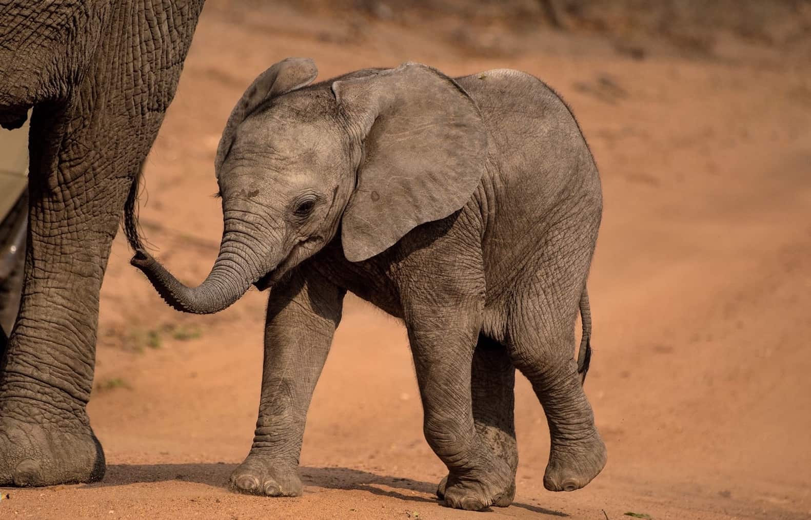 Kapama baby elephant with mom