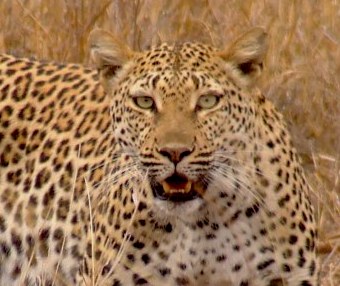 Kapama Leopard