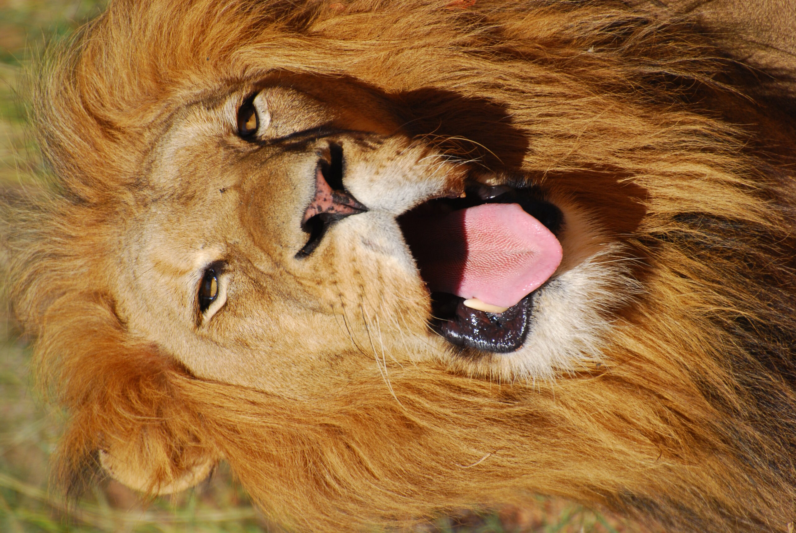 Python vs Lion