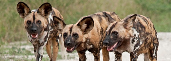 Painted Wolf (Lycaon Pictus)