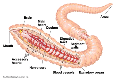 A closer look at segmented worms