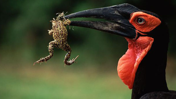 Kapama southern hornbill