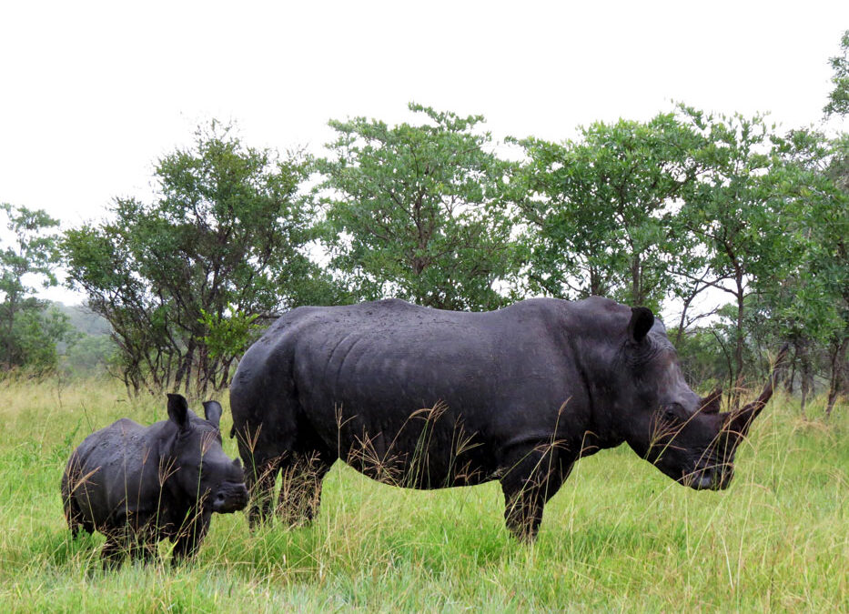Rhino-and-calf
