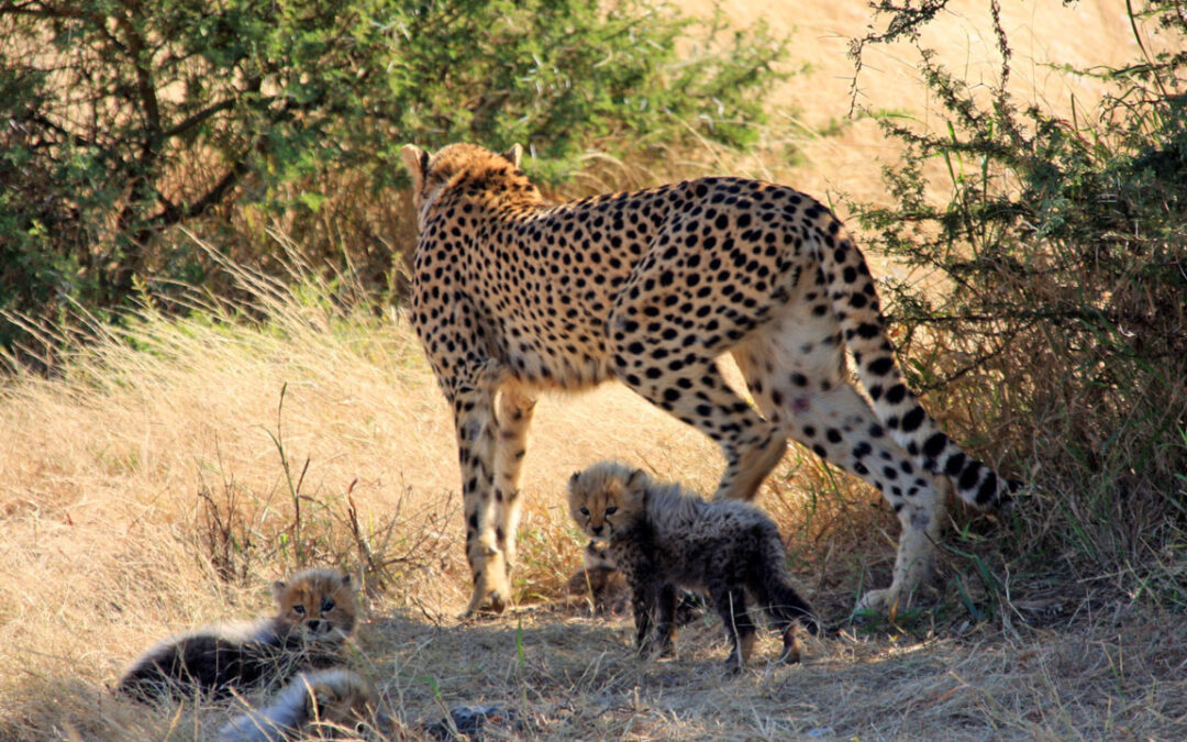 Cheetah and the three surviving cubs