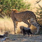 Cheetah and the three surviving cubs