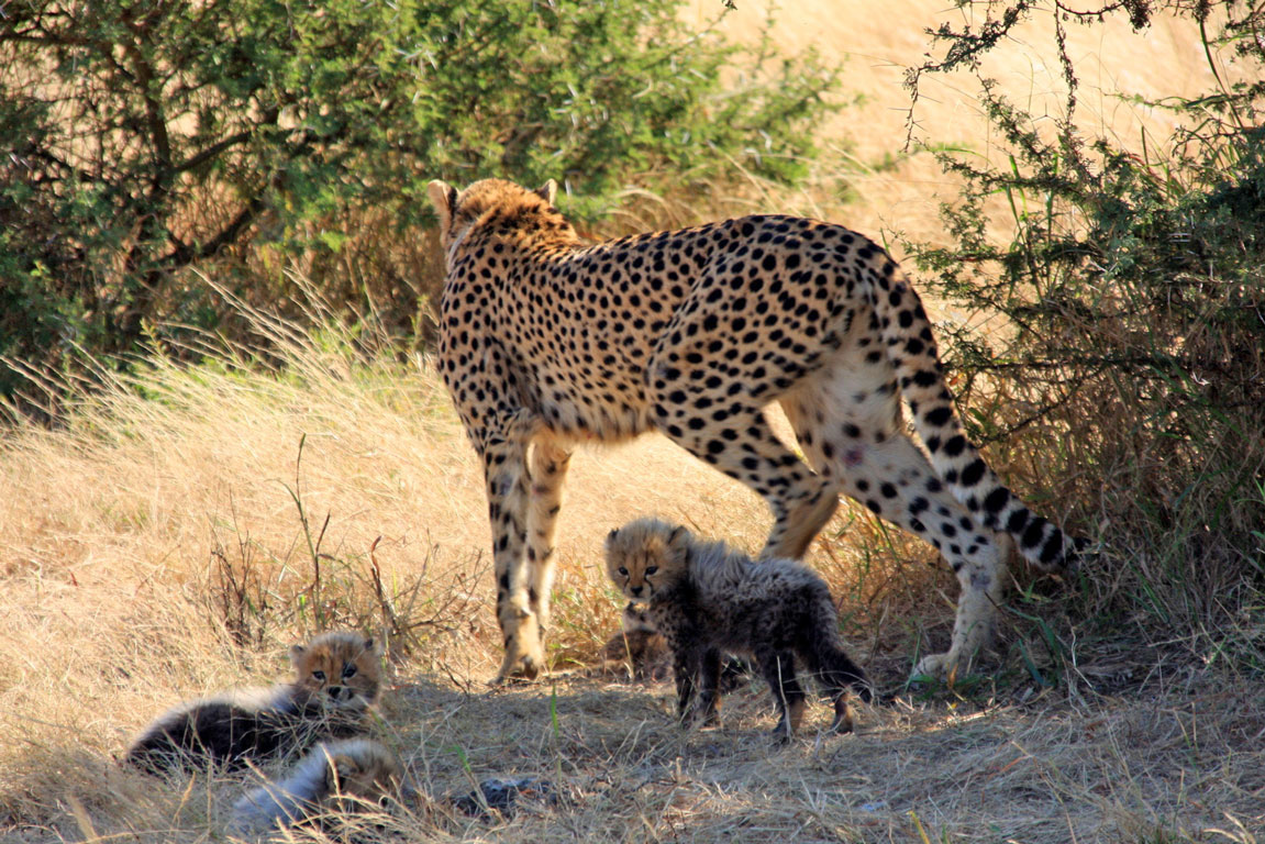 Cheetah and the three surviving cubs