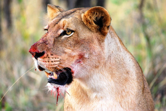 Trading cold for a lion kill