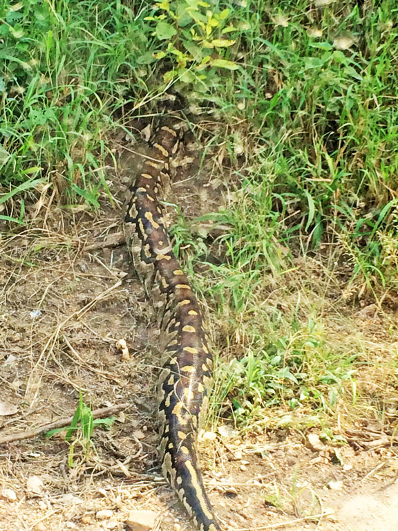South Africa’s biggest snake