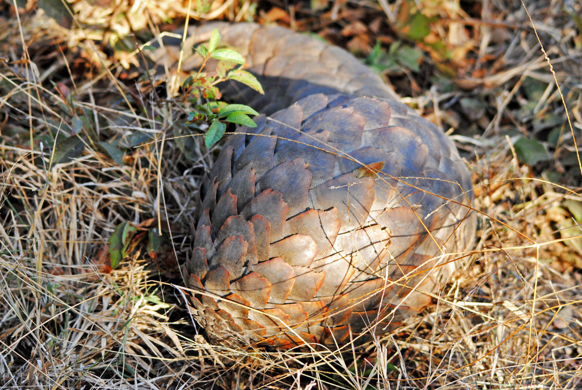 Rare pangolin encounter