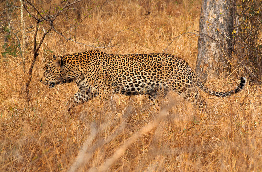 Kapama leopard walking