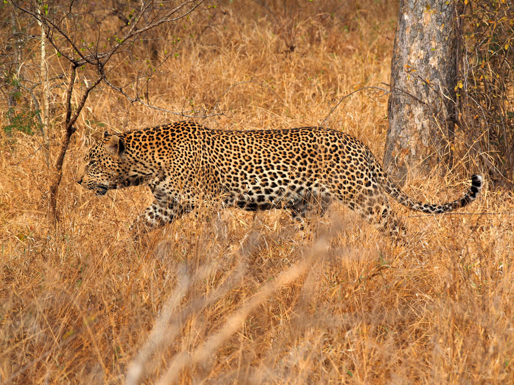 Kapama leopard walking