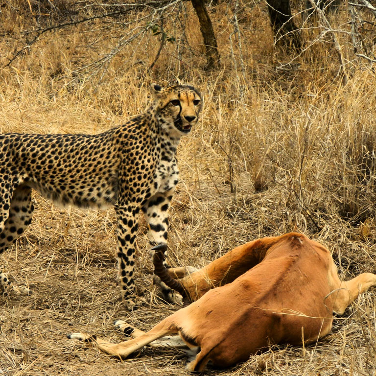 Cheetah wins the race