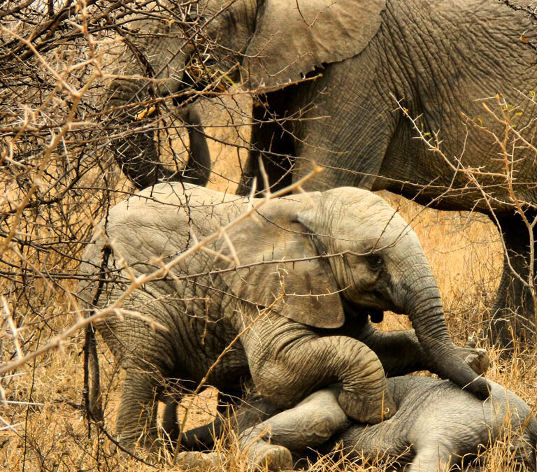 Elephant calf at Kapama