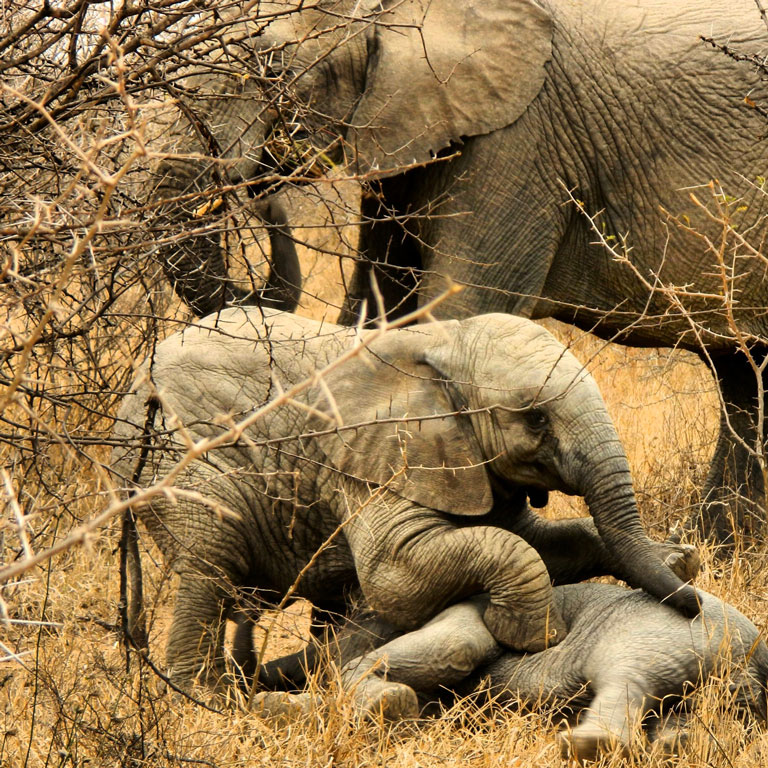 Elephant calf at Kapama