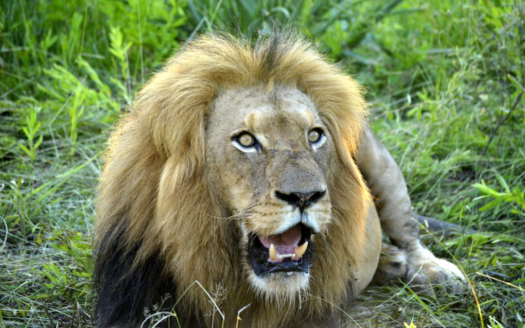 Big maned lion