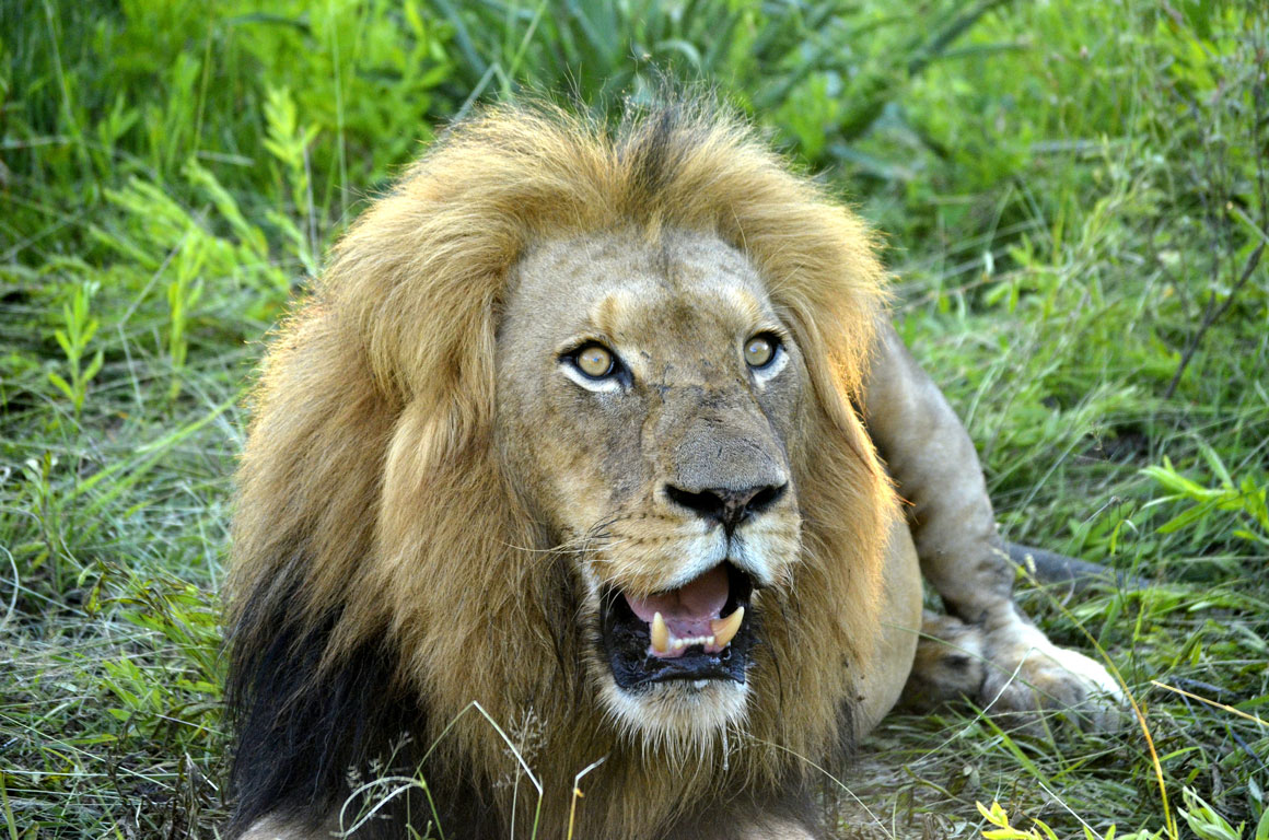 Big maned lion