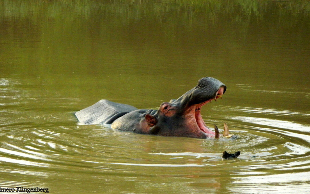 Hippo display