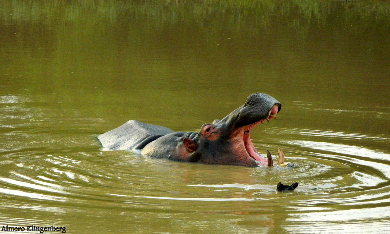 Hippo display