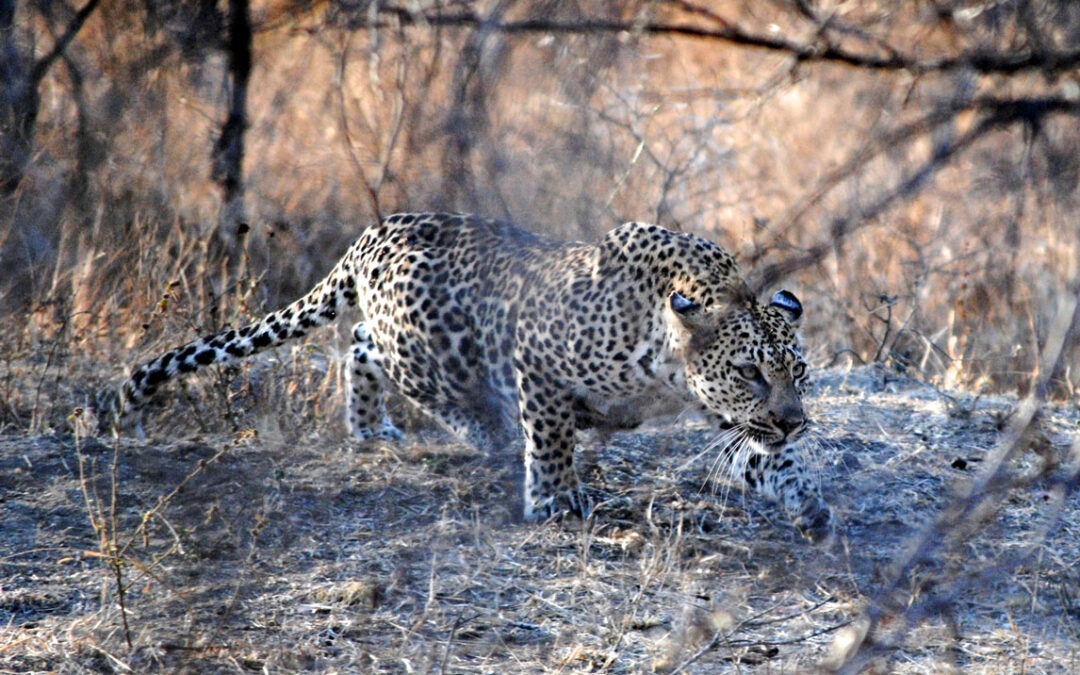 Leopard retreating from lion threat