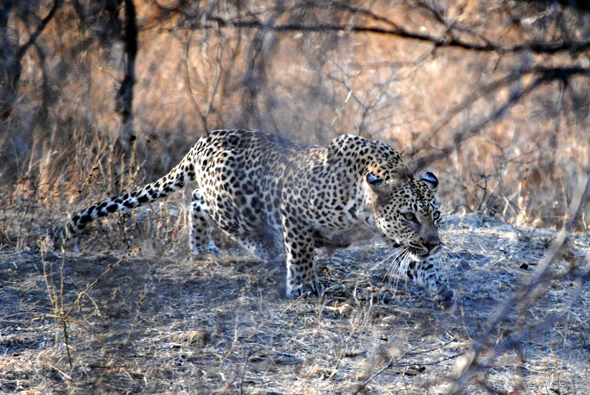 Leopard retreating from lion threat