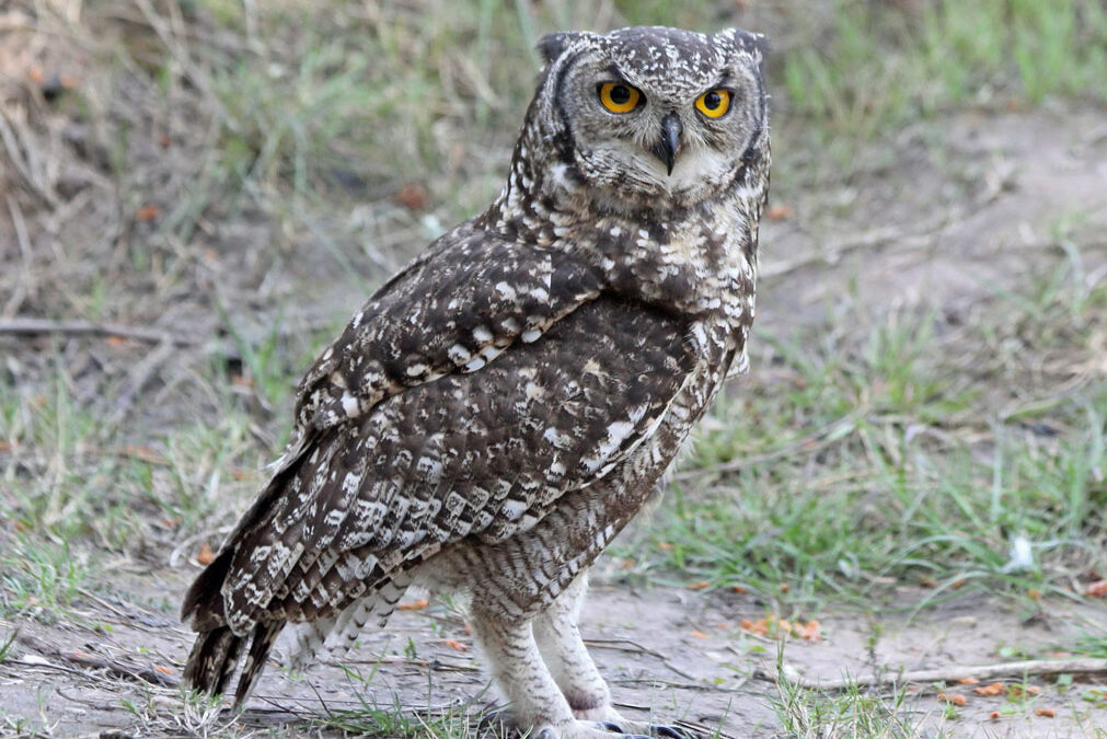 spotted eagle owl sitting in the road