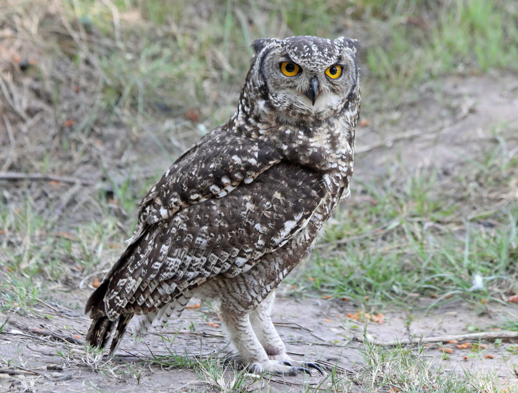 spotted eagle owl sitting in the road