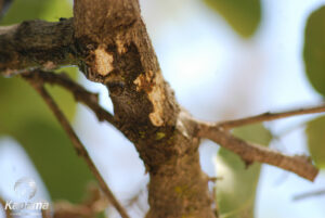 Spittle bug (Ptyelus grossus)