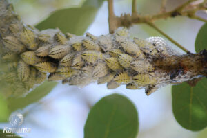 Spittle bug (Ptyelus grossus)