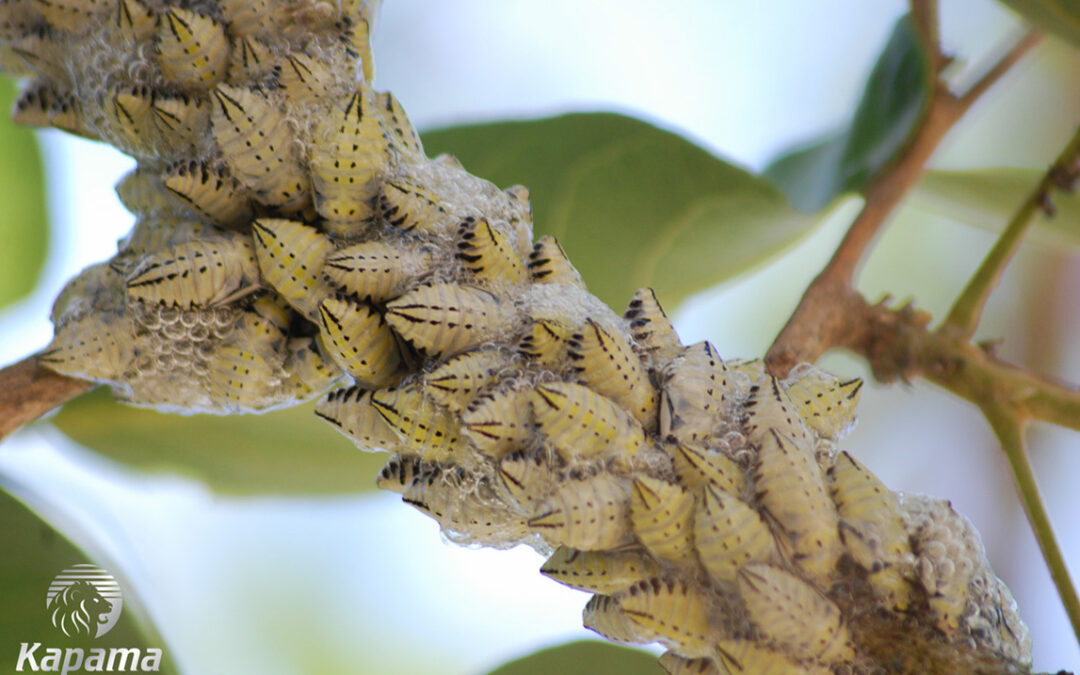 Spittle bug (Ptyelus grossus)