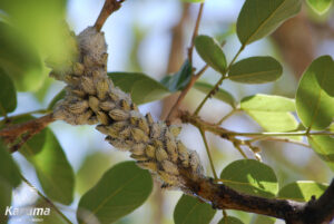 Spittle bug (Ptyelus grossus)