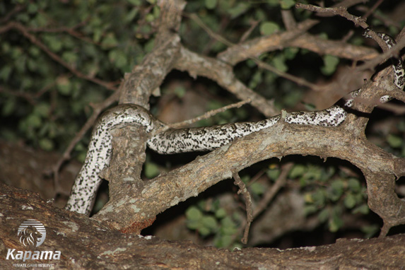 African rock python