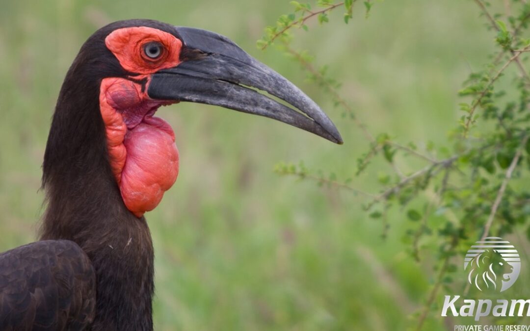 southern ground hornbill Kapama bird life