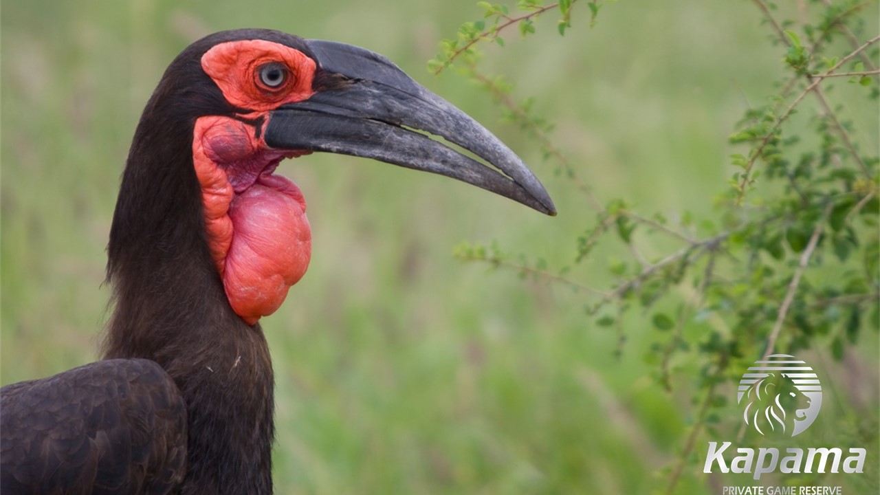 southern ground hornbill Kapama bird life