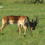 Impala fighting