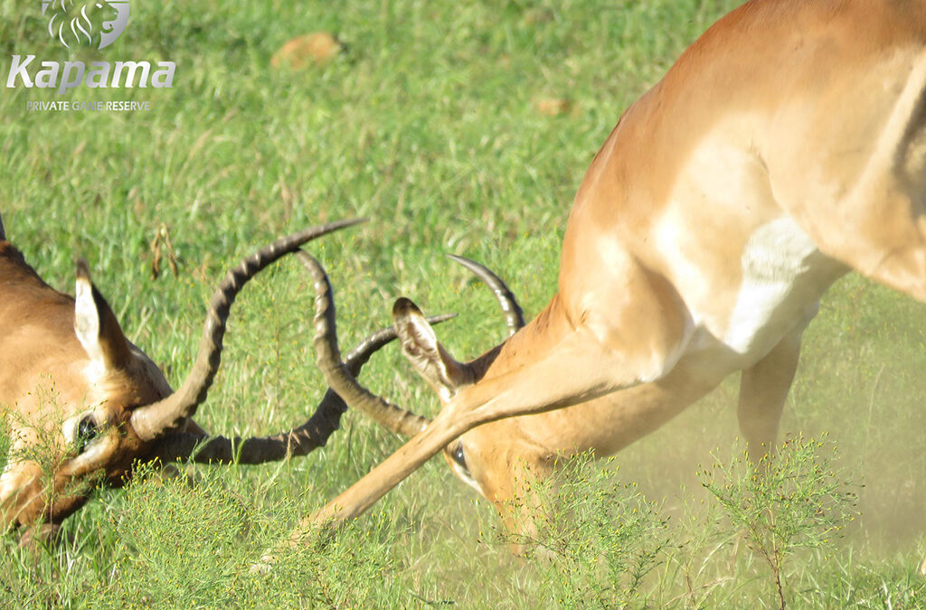 Impala fighting