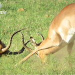 Impala fighting