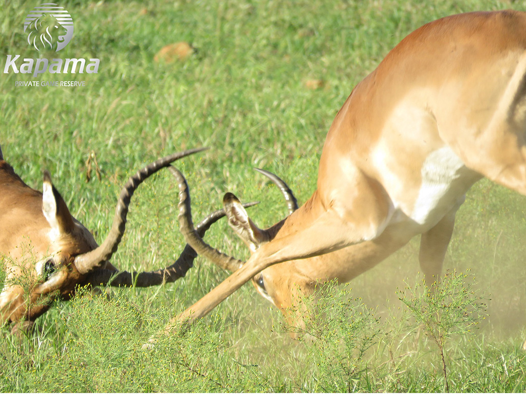 Impala fighting