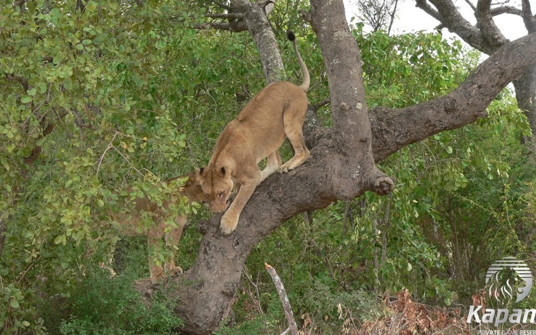 Lioness playing in a tree