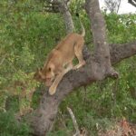 Lioness playing in a tree