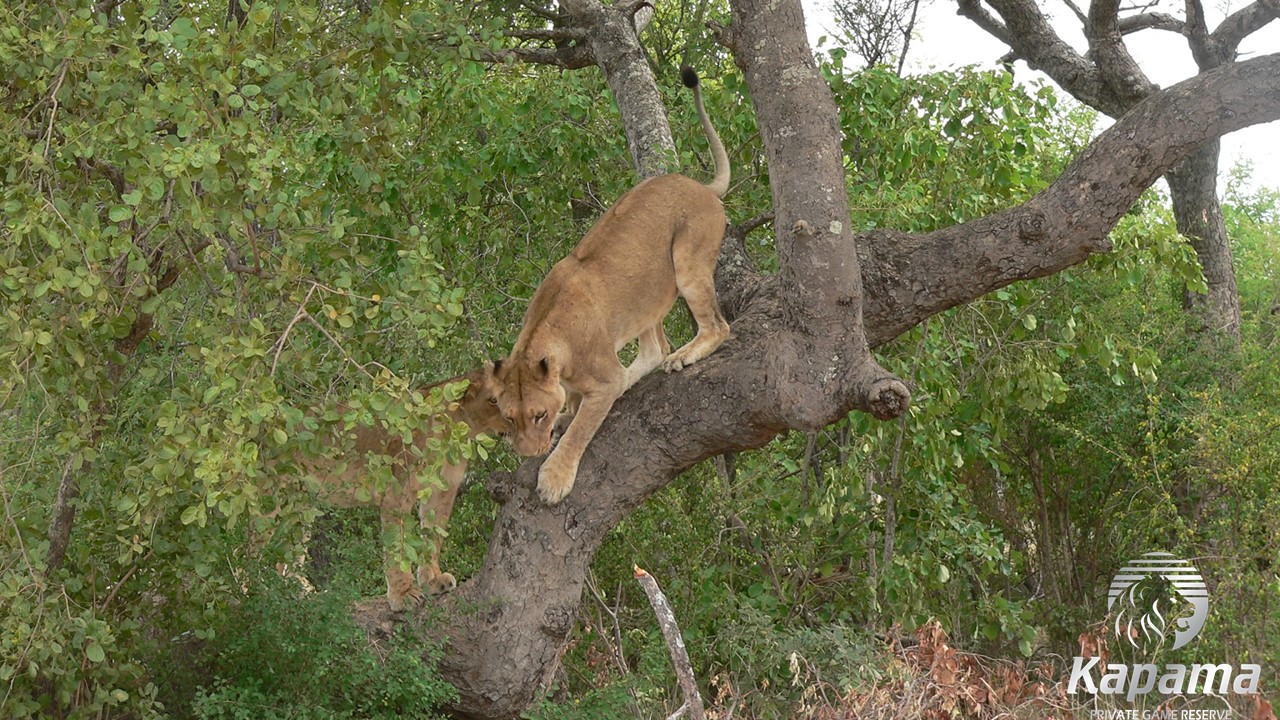 Lioness playing in a tree