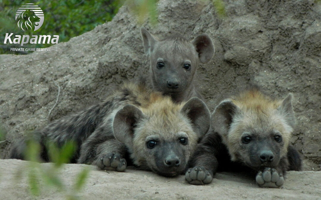 Hyena pups