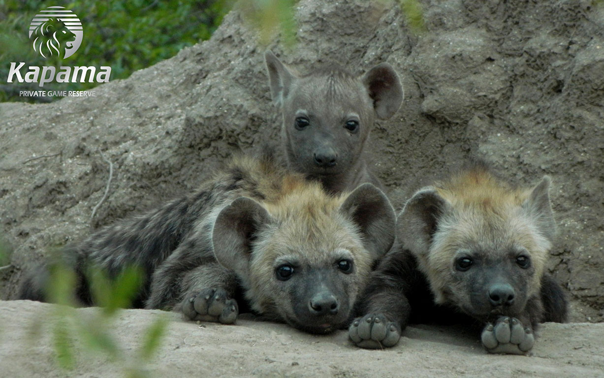 Hyena pups