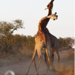 Giraffes "necking"