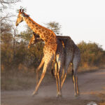 Giraffes "necking"