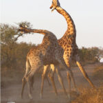 Giraffes "necking"