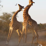 Giraffes "necking"