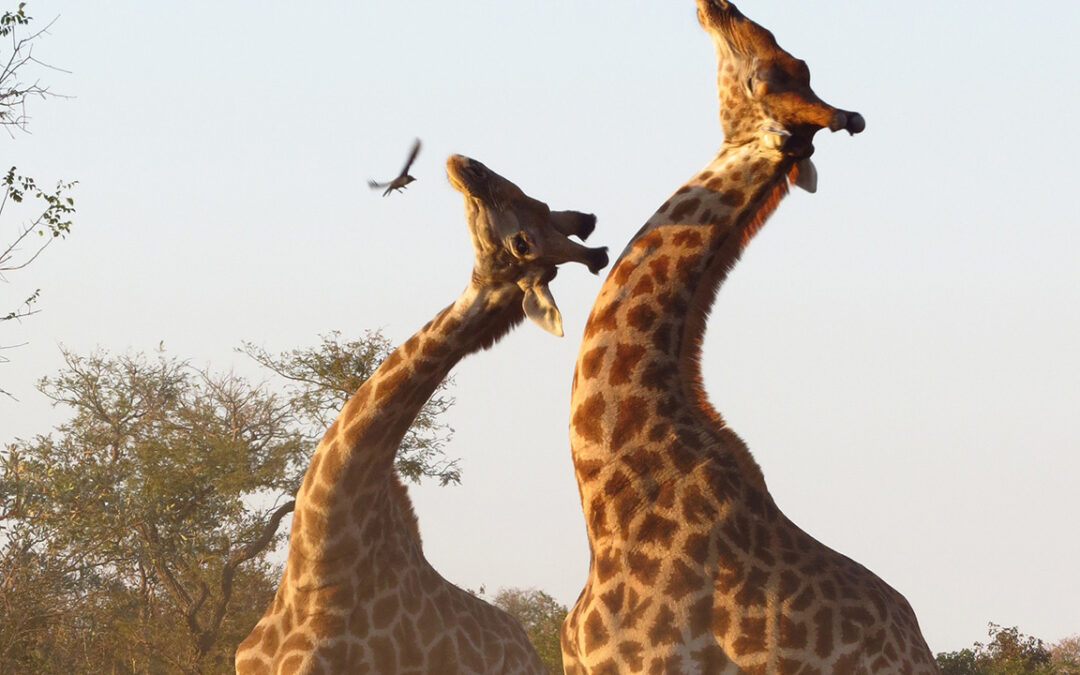 Giraffes "necking"