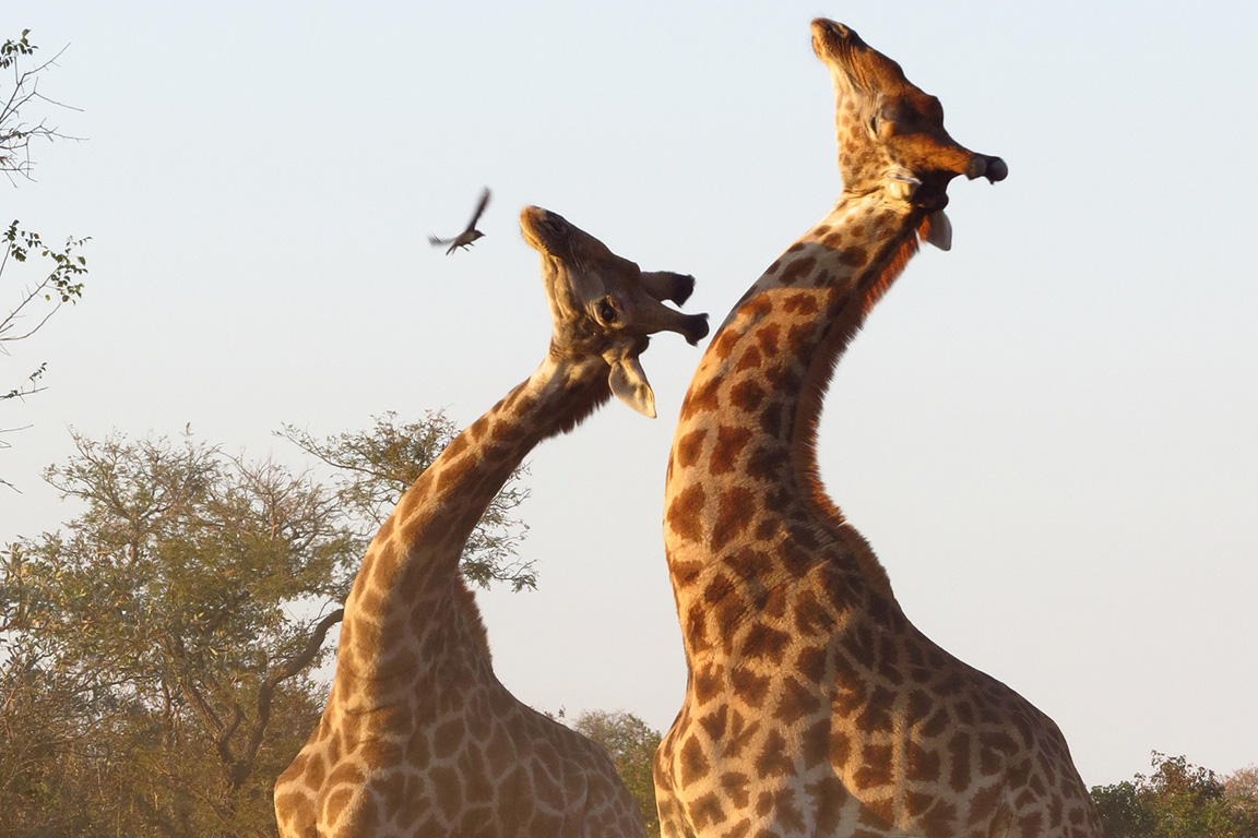 Giraffes "necking"