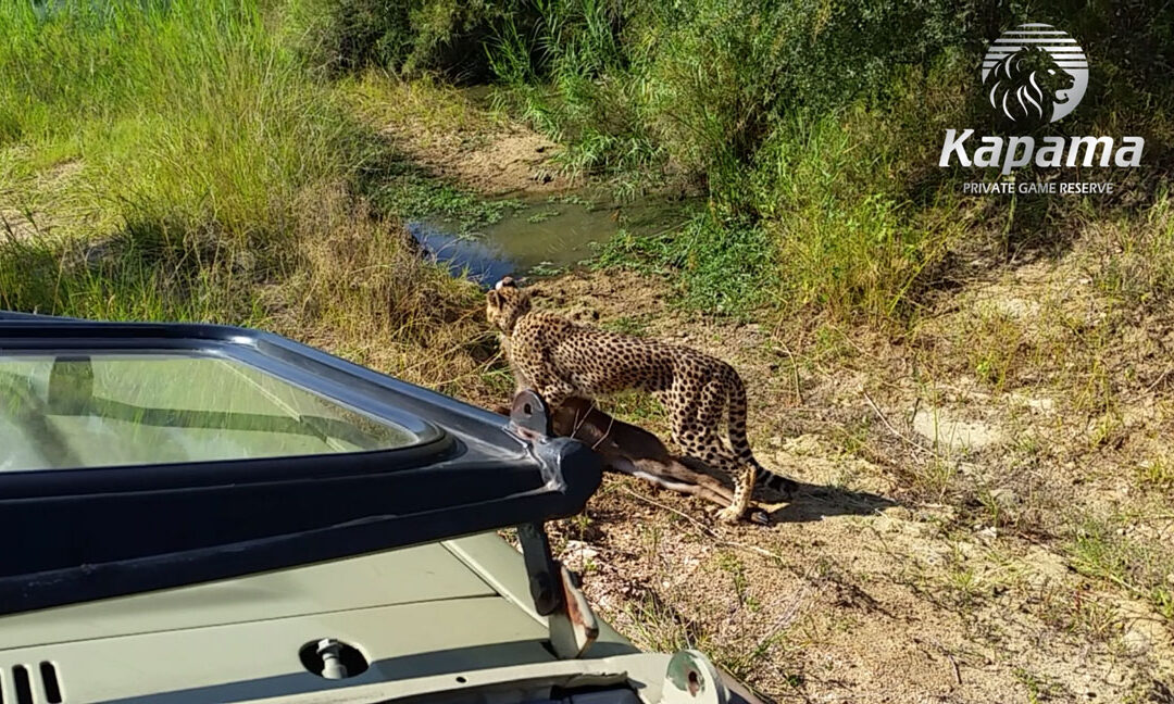 Cheetah dragging young waterbuck kill