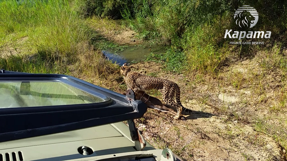 Cheetah dragging young waterbuck kill